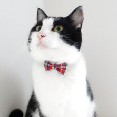 画像3: クラシカル・ミニタータンチェック・リボン首輪（レッド） (3)