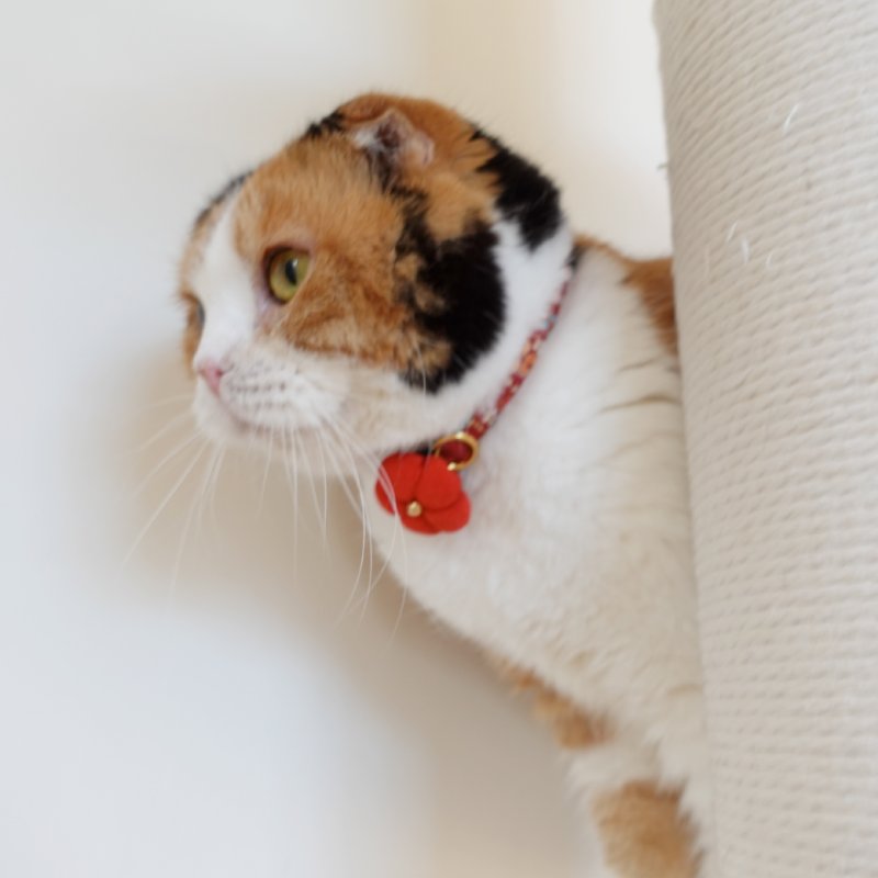 画像3: 梅モチーフの和柄首輪・赤色首輪(梅2色展開)