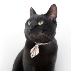 画像4: クラシカル・ノバチェック/ネクタイ首輪 (4)