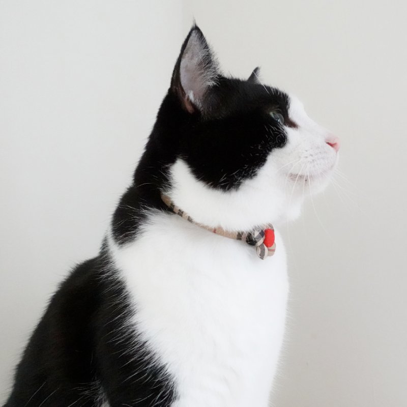 画像2: クラシカル・ノバチェック・リボン首輪×2カラー展開