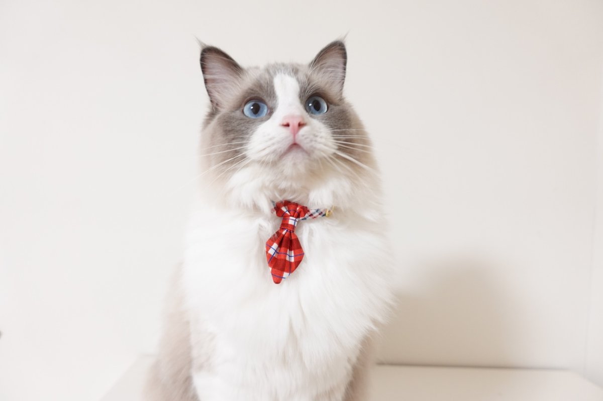 画像6: 《とろける恋心コレクション 〜Red Check & Heart〜》ネクタイ猫首輪（レッドブロックチェック） (6)