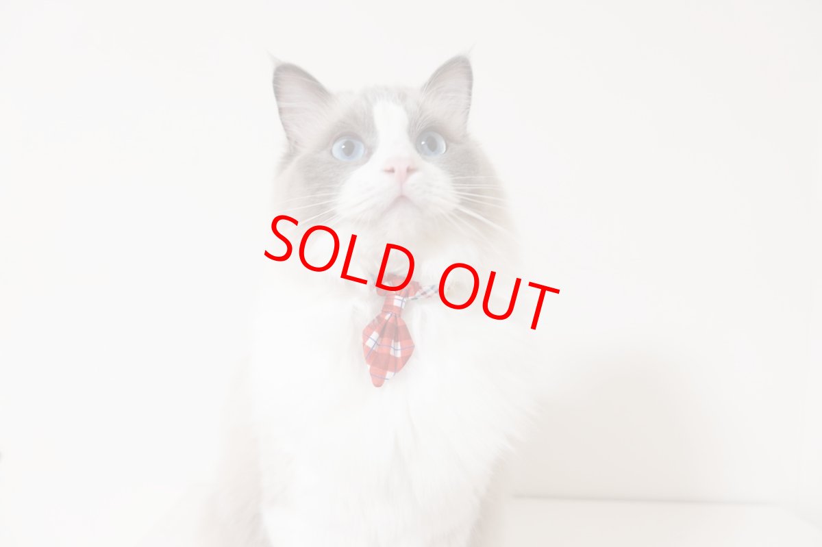 画像6: 《とろける恋心コレクション 〜Red Check & Heart〜》ネクタイ猫首輪（レッドブロックチェック） (6)