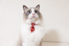 画像6: 《とろける恋心コレクション 〜Red Check & Heart〜》ネクタイ猫首輪（レッドブロックチェック） (6)