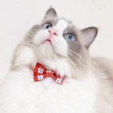 画像3: 《とろける恋心コレクション 〜Red Check & Heart〜》リボンタイプの猫首輪（レッドブロックチェック） (3)