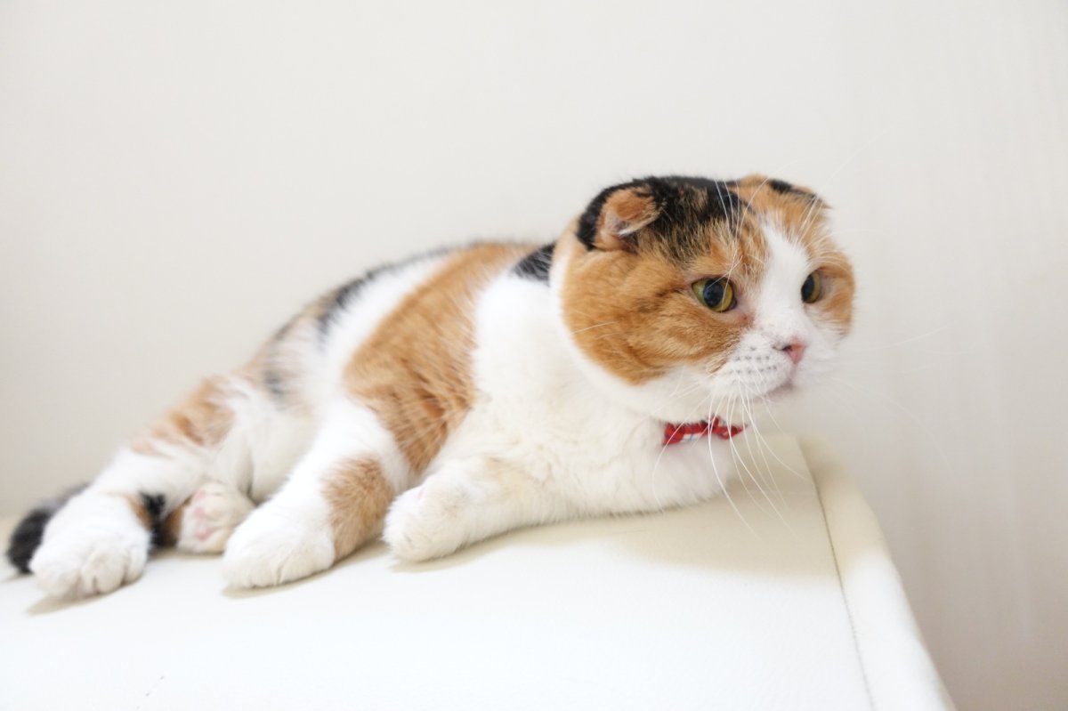 画像7: 《とろける恋心コレクション 〜Red Check & Heart〜》リボンタイプの猫首輪（ピンクハートドット×ピンクドット首輪） (7)