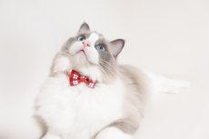 画像7: 《とろける恋心コレクション 〜Red Check & Heart〜》リボンタイプの猫首輪（レッドブロックチェック） (7)