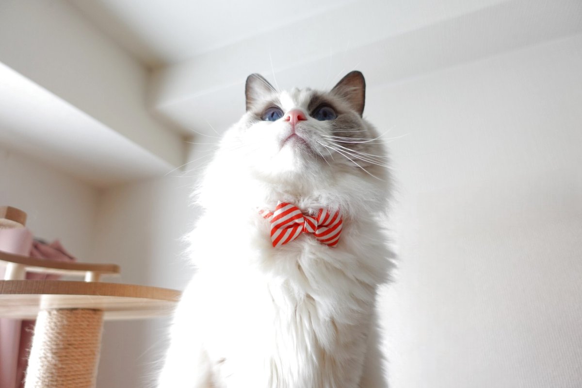 画像9: スイーツみたいに可愛い猫用首輪 ― Nonbillie 夢みるパティシエシリーズ 　第２弾　キャンディポップ　５カラー展開 (9)