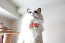 画像9: スイーツみたいに可愛い猫用首輪 ― Nonbillie 夢みるパティシエシリーズ 　第２弾　キャンディポップ　５カラー展開 (9)