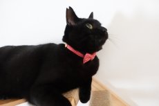 画像7: 《とろける恋心コレクション 〜Red Check & Heart〜》リボンタイプの猫首輪（レッドチェック） (7)