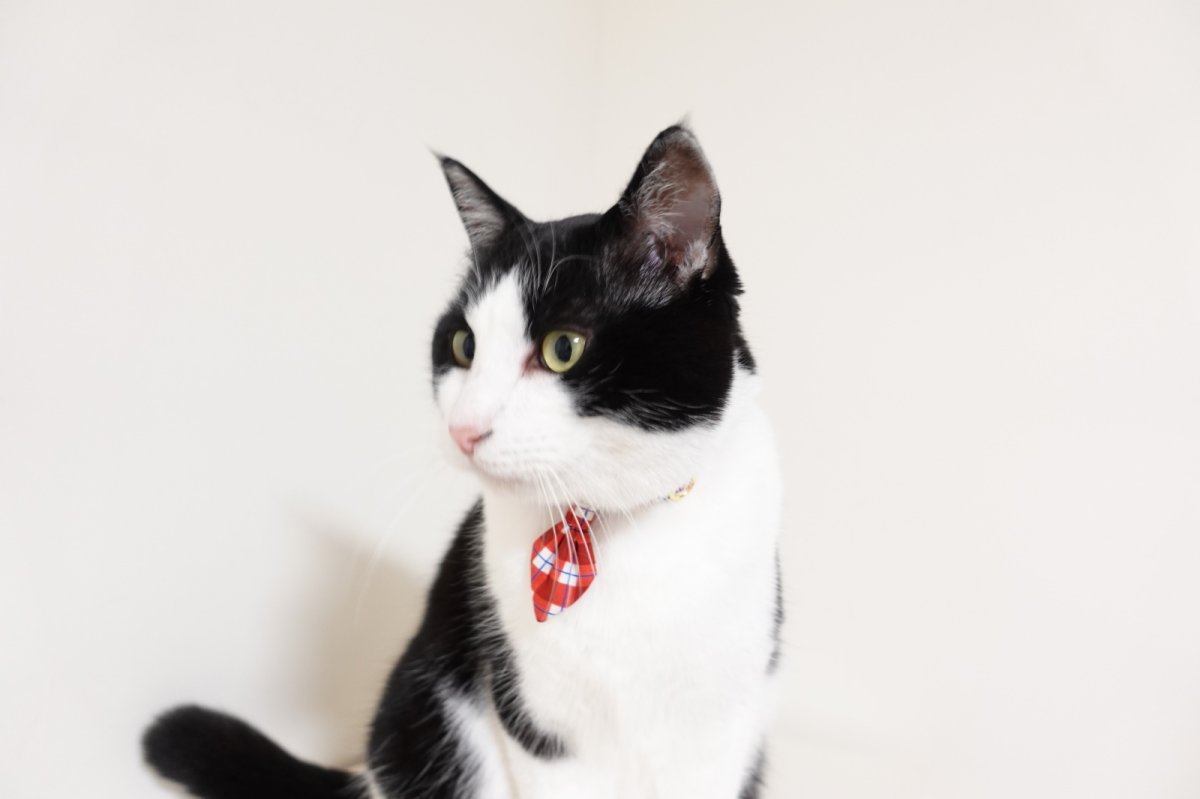 画像4: 《とろける恋心コレクション 〜Red Check & Heart〜》ネクタイ猫首輪（レッドブロックチェック） (4)