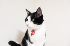 画像4: 《とろける恋心コレクション 〜Red Check & Heart〜》ネクタイ猫首輪（レッドブロックチェック） (4)