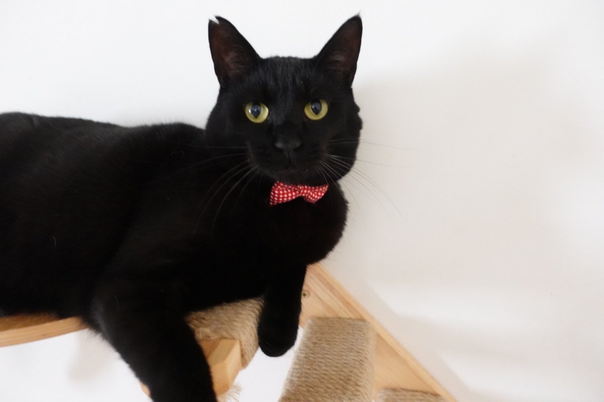 画像6: 《とろける恋心コレクション 〜Red Check & Heart〜》リボンタイプの猫首輪（レッドチェック） (6)