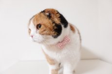 画像2: ミニリボン《とろける恋心コレクション 〜Red Check & Heart〜》リボンタイプの猫首輪（ハートドット）成猫・子猫/2サイズ展開 (2)