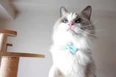 画像12: スイーツみたいに可愛い猫用首輪 ― Nonbillie 夢みるパティシエシリーズ 　第２弾　キャンディポップ　５カラー展開 (12)