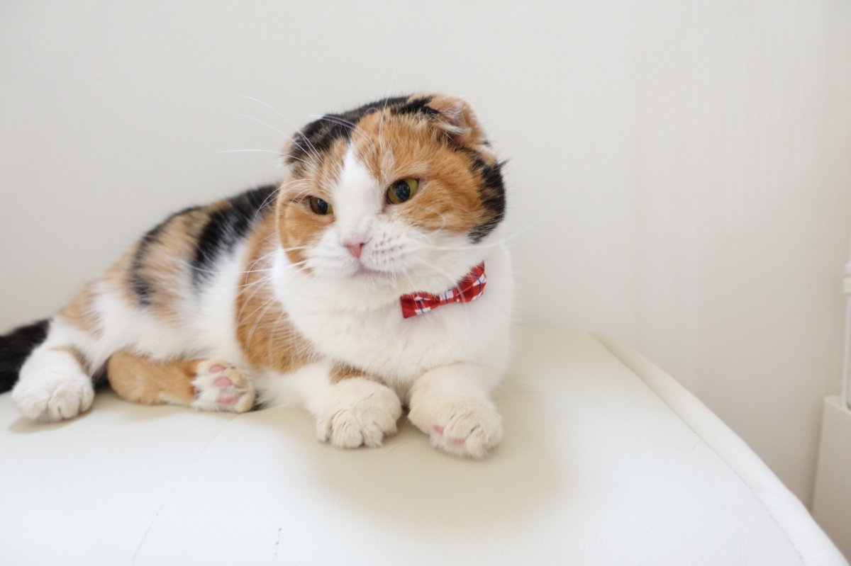 画像6: 《とろける恋心コレクション 〜Red Check & Heart〜》リボンタイプの猫首輪（レッドブロックチェック） (6)