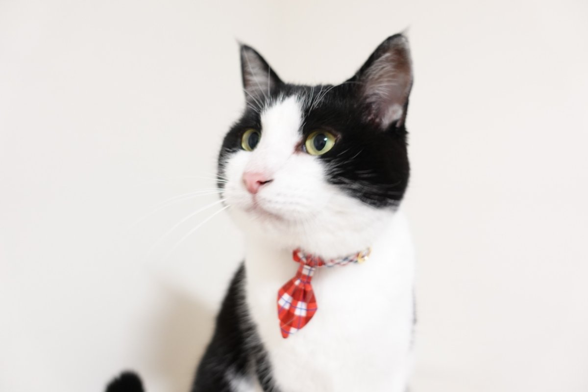 画像3: 《とろける恋心コレクション 〜Red Check & Heart〜》ネクタイ猫首輪（レッドブロックチェック） (3)