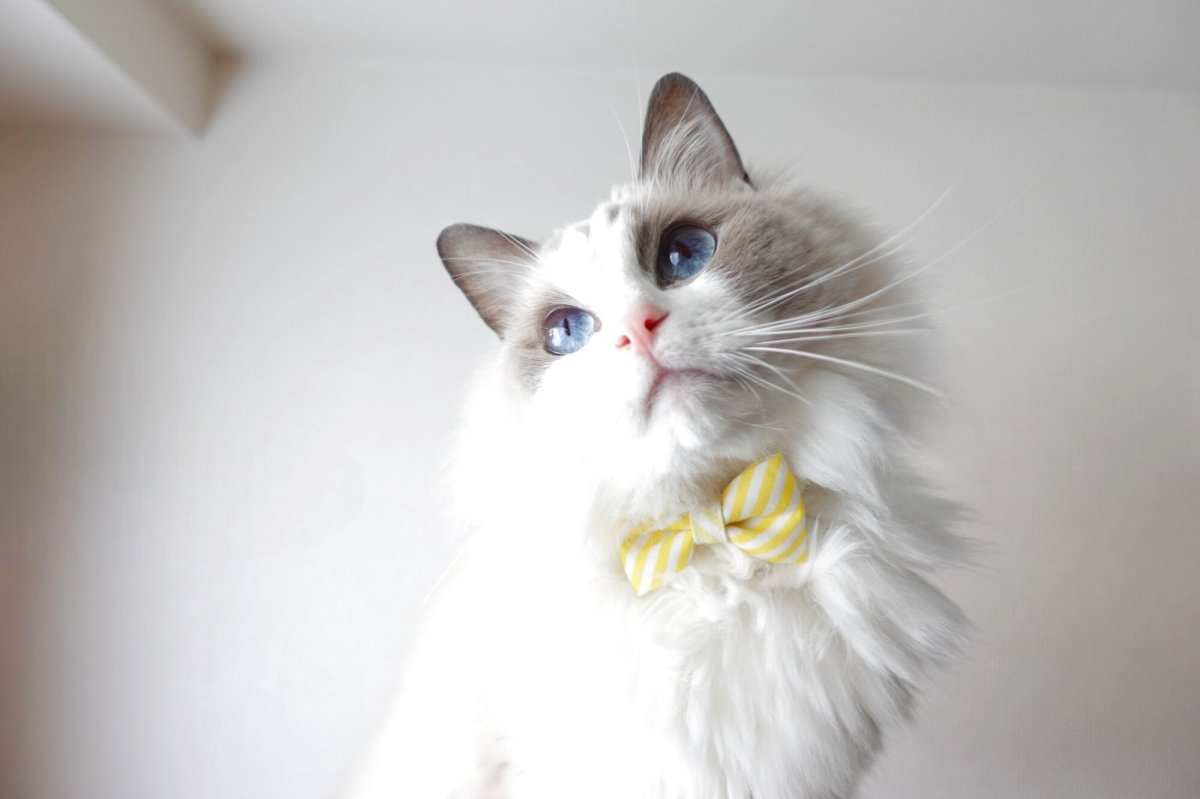 画像11: スイーツみたいに可愛い猫用首輪 ― Nonbillie 夢みるパティシエシリーズ 　第２弾　キャンディポップ　５カラー展開 (11)