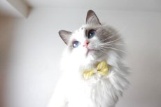 画像11: スイーツみたいに可愛い猫用首輪 ― Nonbillie 夢みるパティシエシリーズ 　第２弾　キャンディポップ　５カラー展開 (11)