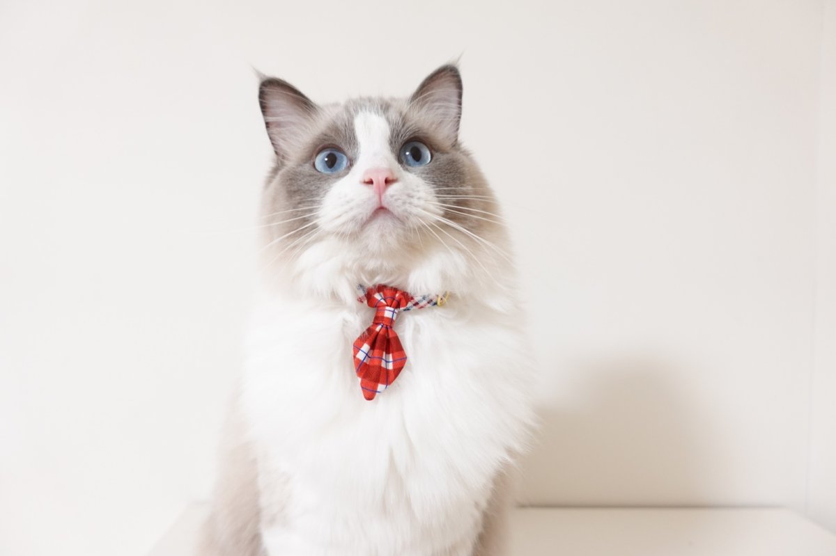 画像5: 《とろける恋心コレクション 〜Red Check & Heart〜》ネクタイ猫首輪（レッドブロックチェック） (5)