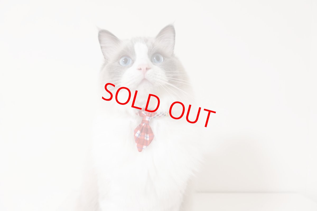 画像5: 《とろける恋心コレクション 〜Red Check & Heart〜》ネクタイ猫首輪（レッドブロックチェック） (5)