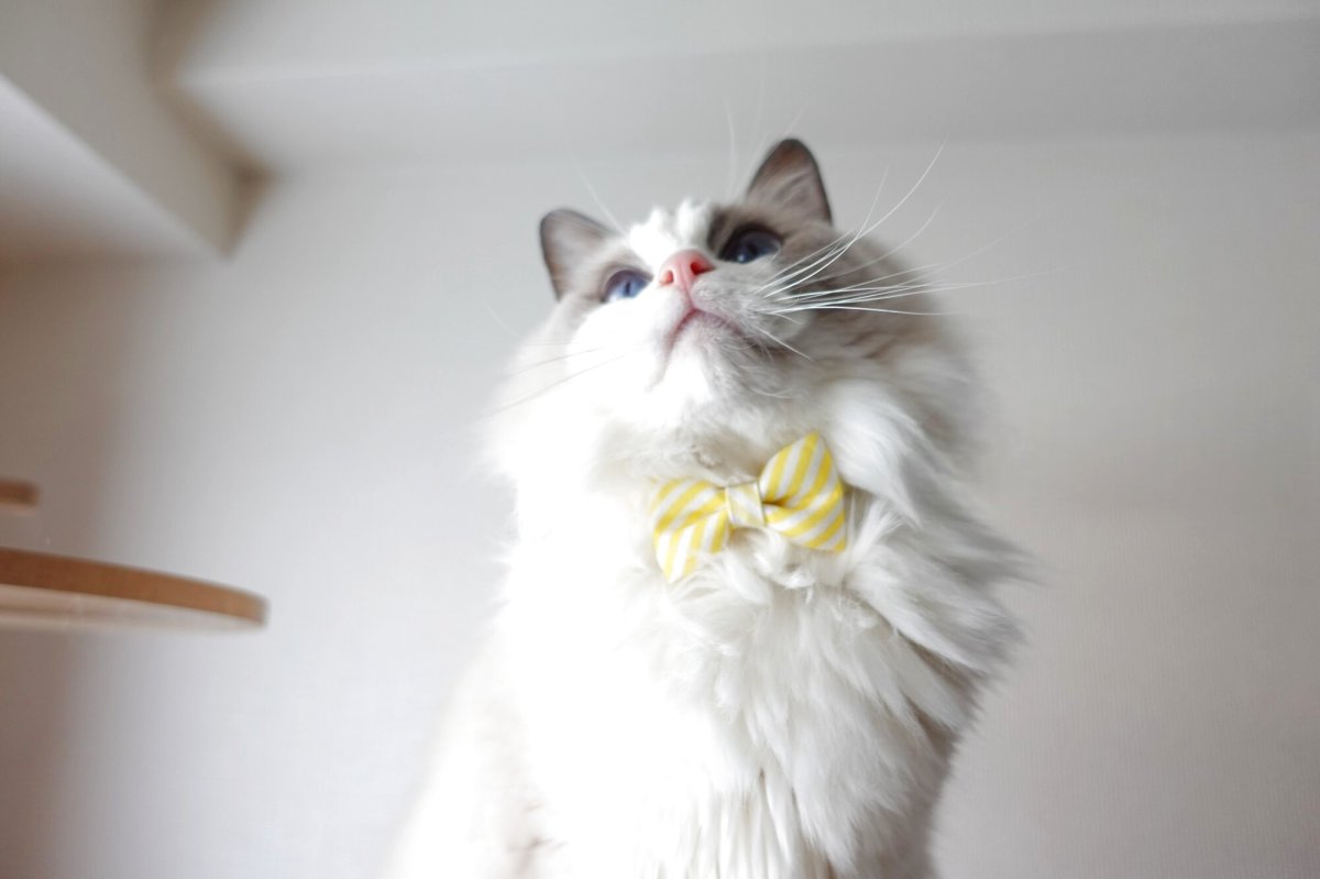 画像10: 子猫用・スイーツみたいに可愛い猫用首輪 ― Nonbillie 夢みるパティシエシリーズ 　第２弾　キャンディポップ　５カラー展開 (10)