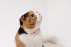 画像4: ミニリボン《とろける恋心コレクション 〜Red Check & Heart〜》リボンタイプの猫首輪（ハートドット）成猫・子猫/2サイズ展開 (4)