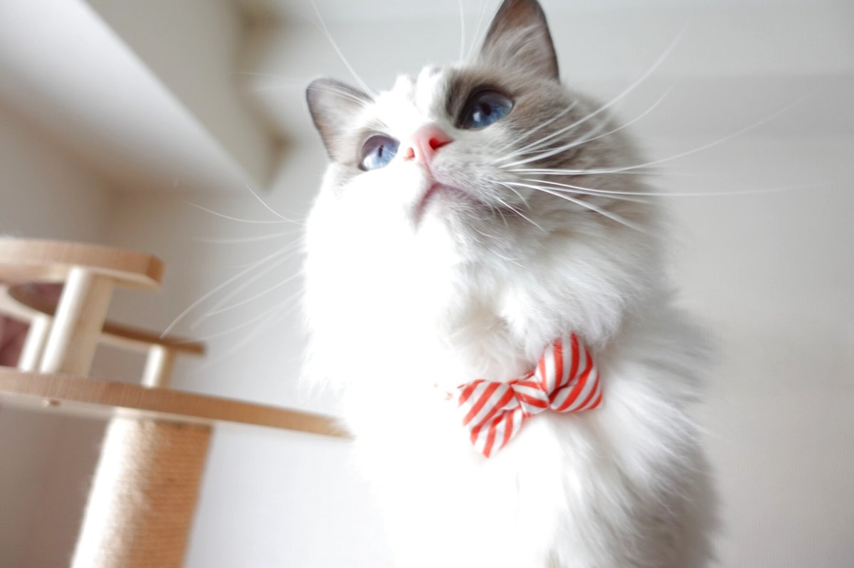 画像9: 子猫用・スイーツみたいに可愛い猫用首輪 ― Nonbillie 夢みるパティシエシリーズ 　第２弾　キャンディポップ　５カラー展開 (9)