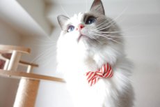 画像9: 子猫用・スイーツみたいに可愛い猫用首輪 ― Nonbillie 夢みるパティシエシリーズ 　第２弾　キャンディポップ　５カラー展開 (9)