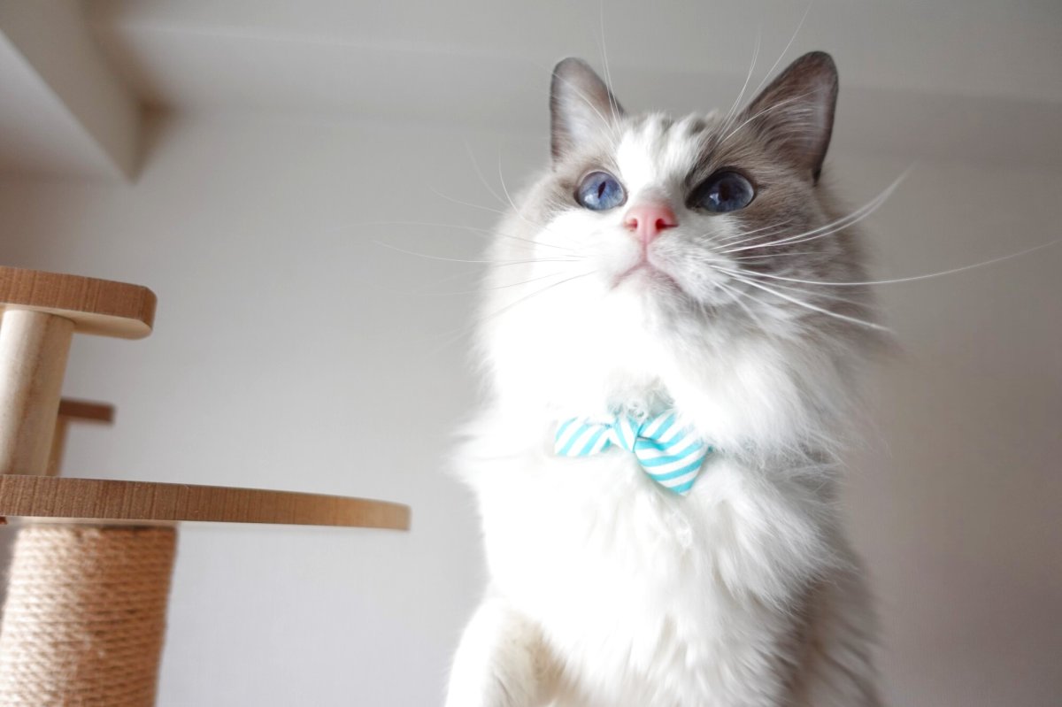 画像11: 子猫用・スイーツみたいに可愛い猫用首輪 ― Nonbillie 夢みるパティシエシリーズ 　第２弾　キャンディポップ　５カラー展開 (11)