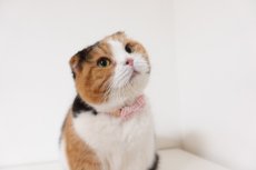 画像3: ミニリボン《とろける恋心コレクション 〜Red Check & Heart〜》リボンタイプの猫首輪（ハートドット）成猫・子猫/2サイズ展開 (3)