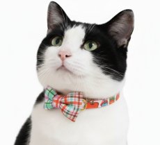 画像3: 世界にひとつの組み合わせ｜レトロリンゴ×手書きチェック 左右で柄が異なるリボン首輪【限定１点】J柄 (3)