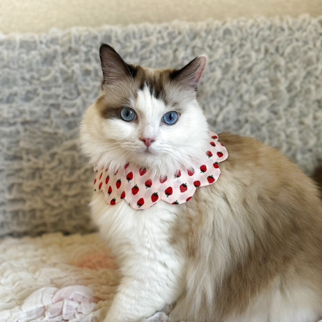 🍓新リボンでおめかし♡猫ちゃんの可愛さ大爆発🍓人気のいちごスタイ衿ついに再入荷！