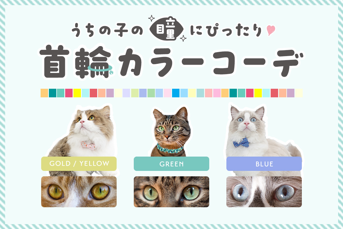 👀猫ちゃんの瞳にぴったり💖首輪カラーコーディネート公開