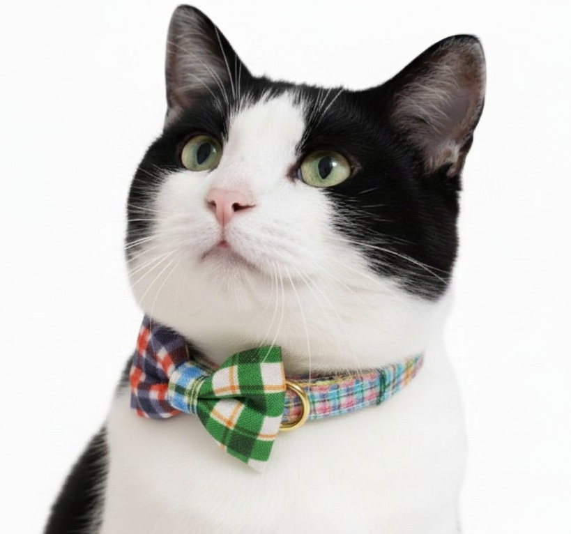 4/11発売｜世界にひとつの首輪、ひと足先にご覧いただけます！