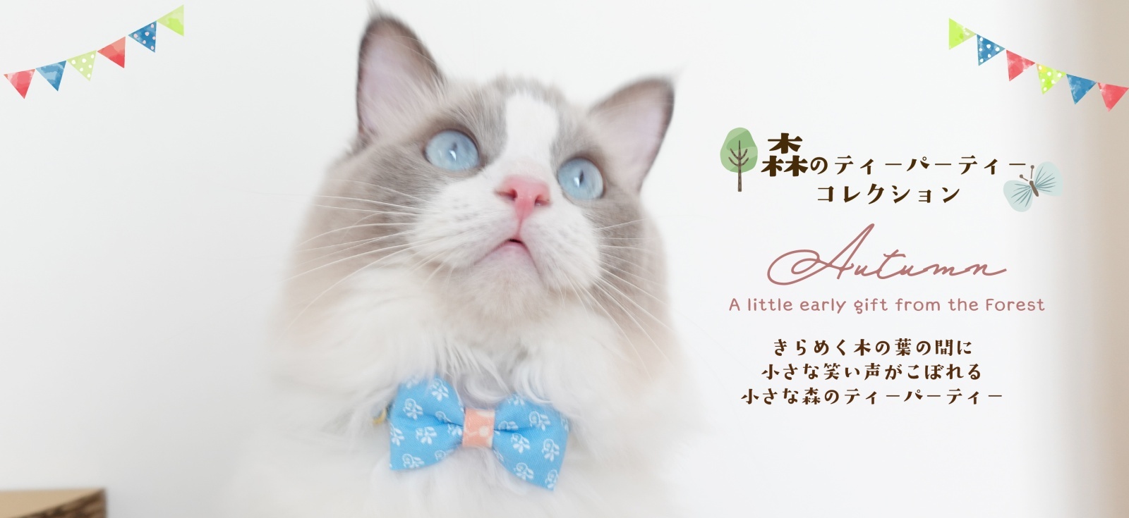 モデル🌰どんぐり